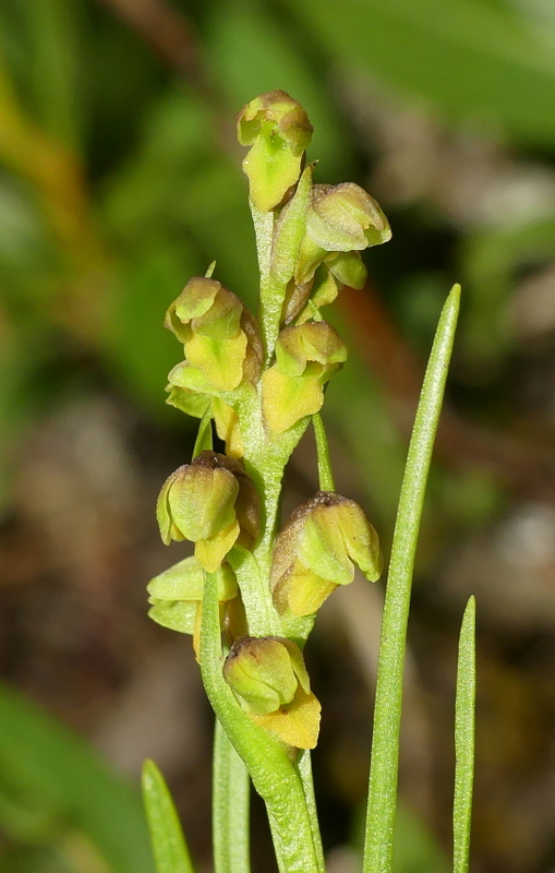 Nigritella cenisia e Nigritella rhellicani  Savoia francese   luglio 2023.